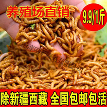 ����x���x�S���x�����~�����}������x��ü�Bʳ�˸����x��~