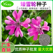 矮雪轮种子大蔓樱草花卉种子白雪轮花籽庭院盆栽春播花籽四季种籽