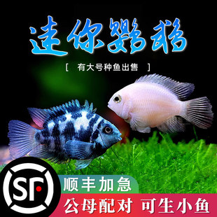 �����W�^�~���w�������~��ˮ�^�p�~���{�W�^�׻��W�^�����{����