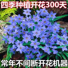 重瓣风雨兰种球四季开花盆栽室内植物客厅阳台好养花卉大全养不死