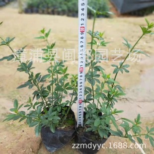 ӭ���� ���40cm�I�B���� ��ؚ� �ͺ� ��·߅�¸��w�� �F؛���l
