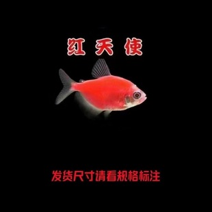 ������ʹ�~�{ݮ������ʹ�~С�͵�ˮ�Ꭷ�^�p�~�挍�lɫ����ɫ���]