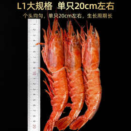阿根廷红虾特大虾L1新鲜超大虾冷冻虾海捕大虾冻虾4斤2斤海鲜工厂