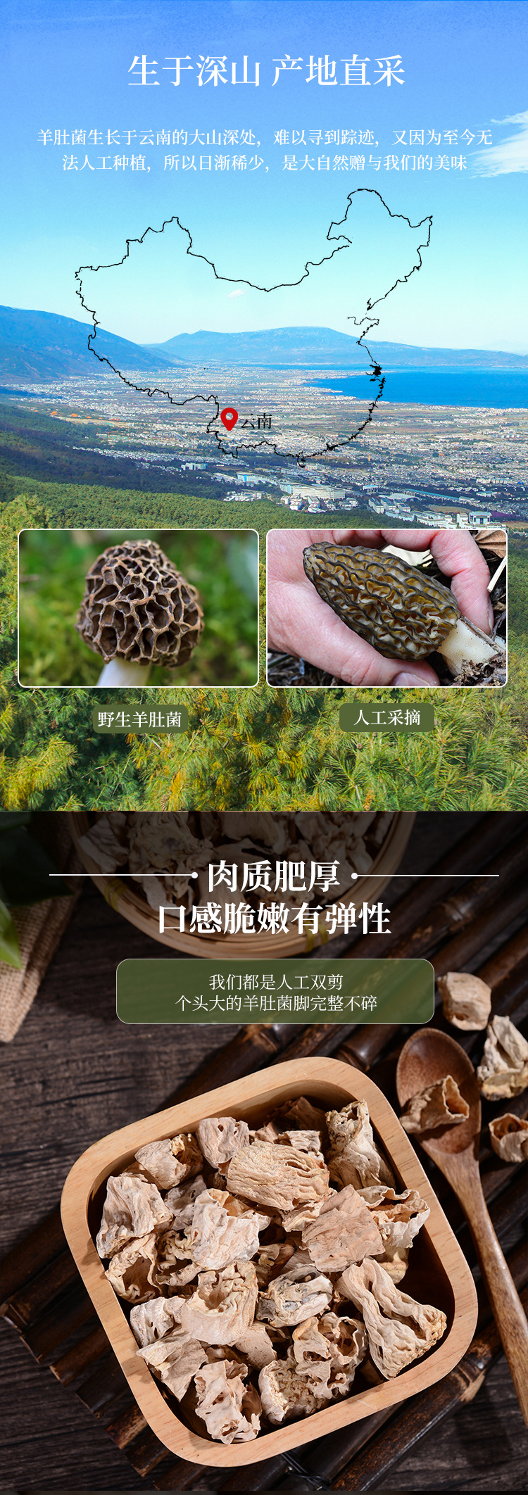 羊肚菌脚_04