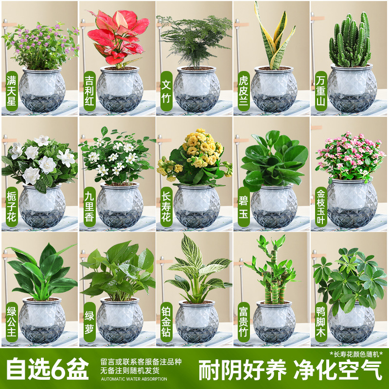 [선택한 녹색 식물과 꽃 화분 6개] 품종 비고