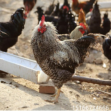 芦花鸡养殖场 常年对外批发芦花鸡幼苗成年下蛋芦花鸡