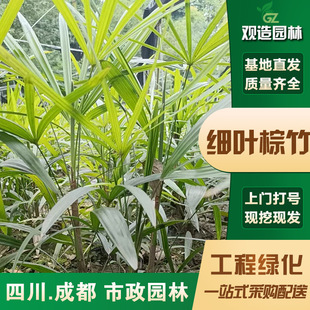 Fine-Leaf Palm Bamboo Seedlings, Sichuan Garden Courtyard Green Plants, Evergreen All Year Round, Air-Purifying, Cold-Resistant Landscaping Potted Plants, Fortune Trees
