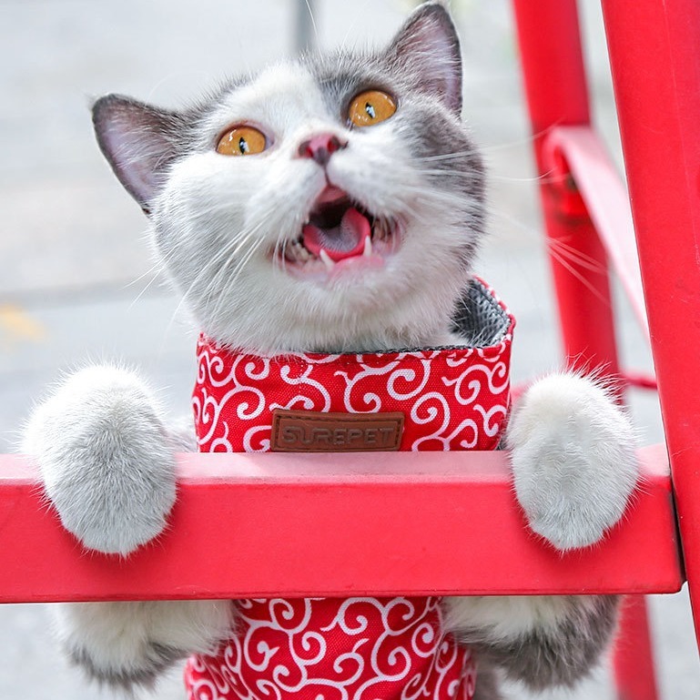 亚马逊爆款猫咪牵引绳 宠物用品批发防挣脱背心式胸背猫牵引绳|undefined