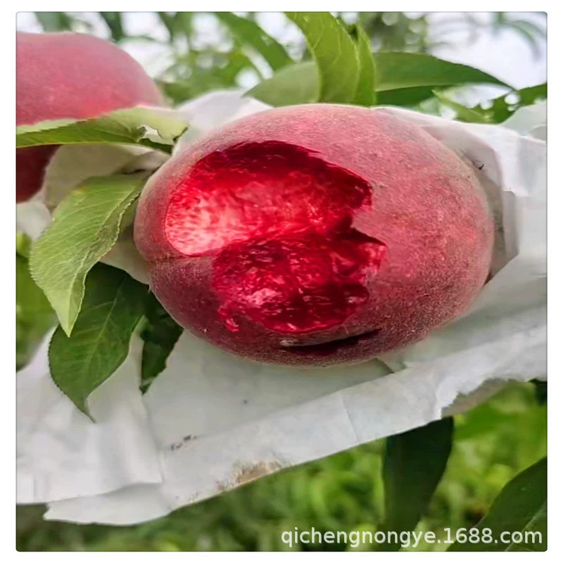 Цена привитого масла для рассады персика 11 подходит для посадки великолепных саженцев желтого персика на севере и юге.