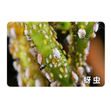 日本石原 Шедевр 46% флуидин ацетамининовый фруктовый дерево желтый устойчивый