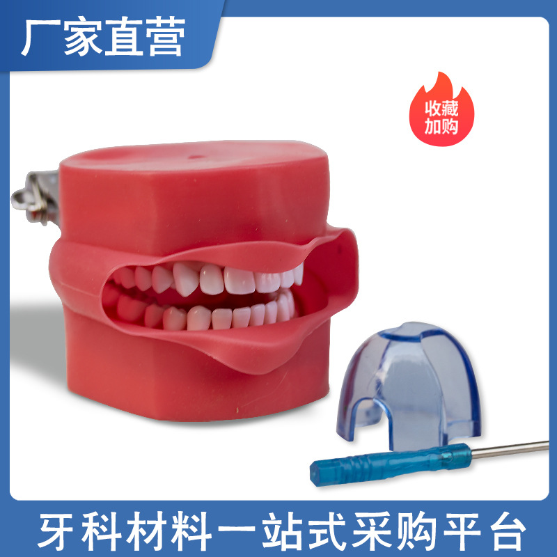 Modelo de práctica dental modelo de cara de simulación de diente desmontable de boca completa modelo de cabeza simple modelo dental oral
