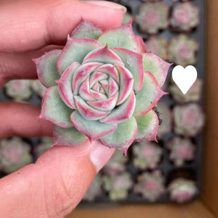 ¿ֲԽMςӰۼtֺBͺk