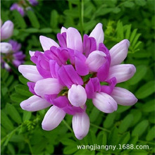 ��׃С�ڻ��N�ӷN��ͥԺ��ɽ�»ĵ��o���^�p�����O���ر��^�p����