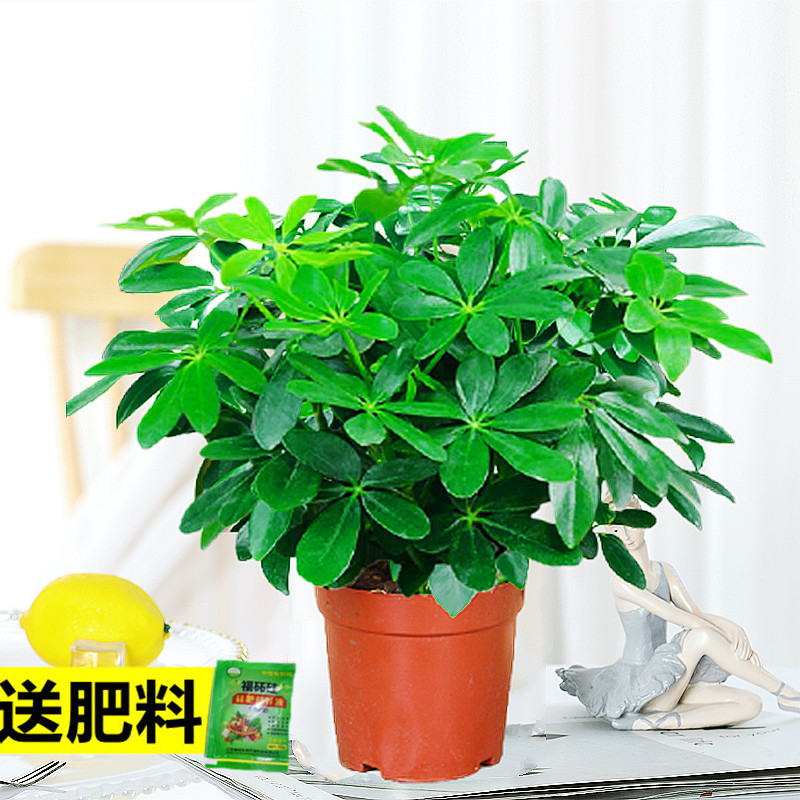 바팡라이카이 4그루(간단화분) + 영양액