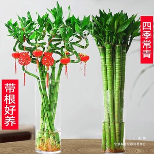 ˮ��ֲ�︻�F���D�\���҃ȿ͏d�Gֲ�����_�\�����Ĳ����񹝹���