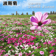 ��ɣ�����Ѳ�˹�ջ��N����̫ꖻ������׻��ļ���������Ұ���M��