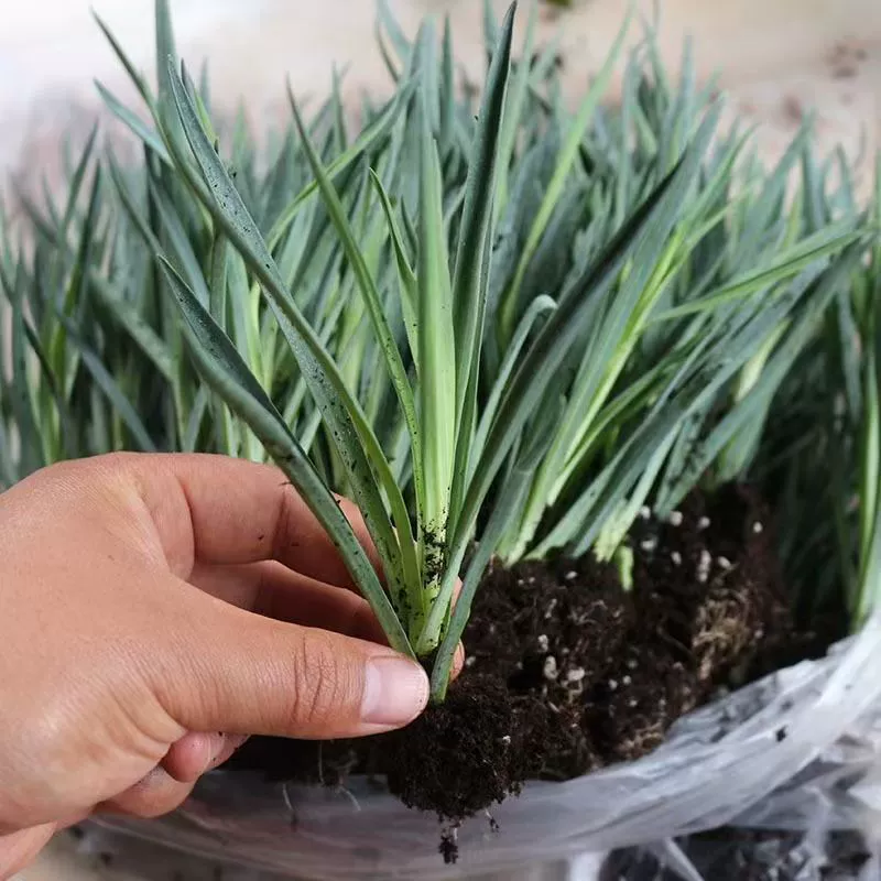 Саженцы цветов гвоздики с высокими стеблями, крупные цветы с двойными лепестками, разноцветная основа, оптовая продажа, прямые продажи, зеленые растения, саженцы цветов гвоздики