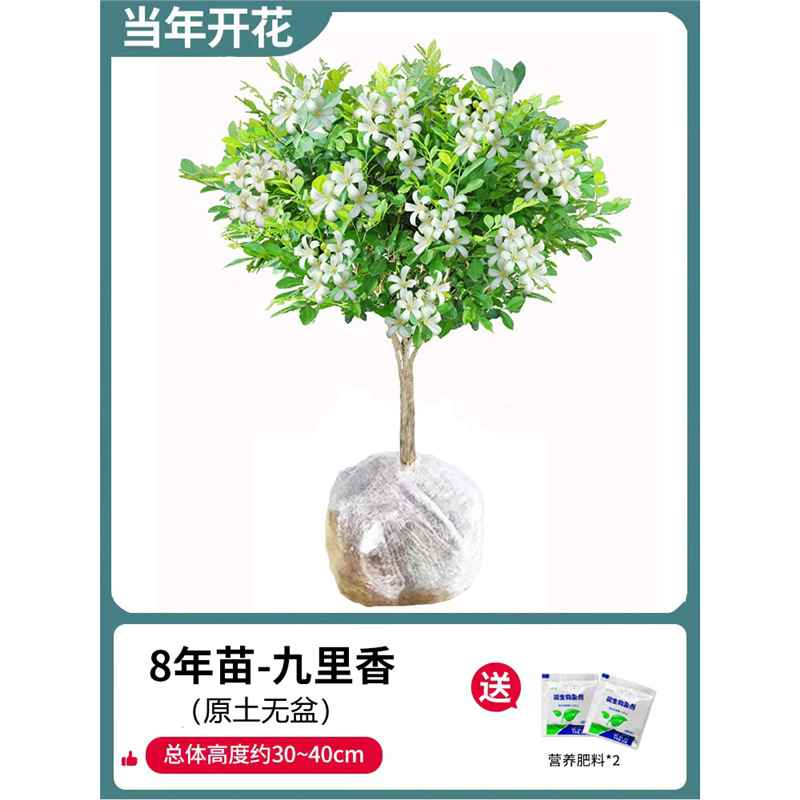 [폭발추천] 고운 단독 건조 구리향 8년생 모종(화분 없는 원토) + 비료