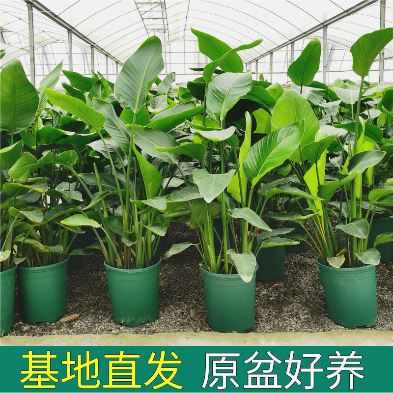 天堂鸟绿植客厅室内好养大型花卉绿植办公室轻奢绿色植物鹤望兰