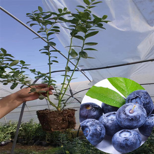 �ؑc�{ݮ������ľ���l��ُ�r��DƬ�޽������{ݮˮ����