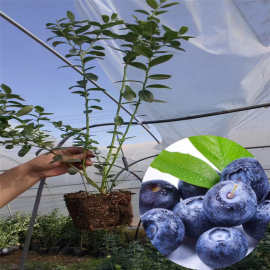 重庆蓝莓果树苗木批发采购价格图片嫁接兔眼蓝莓水果苗