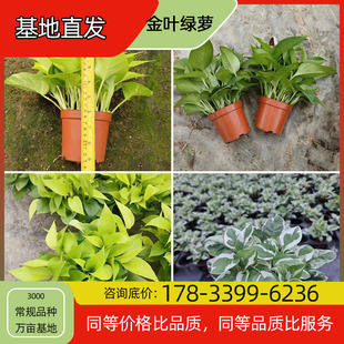 Golden Leaf Green Radish Seedlings Potted Base Planting Four-Season Flowering Courtyard Planting Green Plant Project Greening Seedlings Easy to Breed