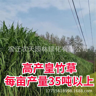 Hairless Sweet Elephant Grass No. 3 Seedlings, Four-Season Perennial Pasture, New Royal Bamboo Seedlings, Cold-Resistant Giant Fungus Grass Seedlings