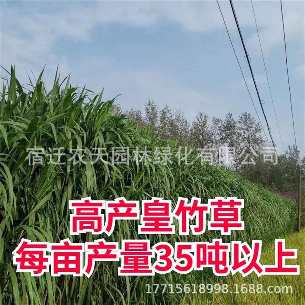 Глабкая Сладкая Слоновая трава № 3 Рассада четырехсезонных многолетних кормов Новый Тип рассады имперской бамбуковой травы