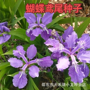 �����Sβ�N���{�������񻨵��Sβ�Sβ��������N���͝�����޸�