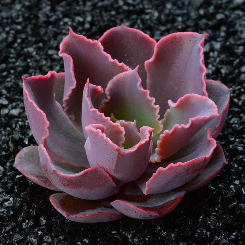 Сочные растения Вечерний танец Комнатные растения Домашний офис Зеленые растения Цветы Декоративные украшения в форме пальмы Бонсай