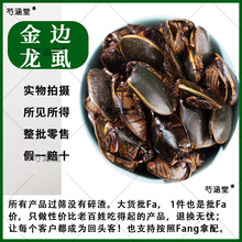 金边龙虱特色昆虫水鳖虫小金边龙虱水龟子射尿龟中药材大金边土元