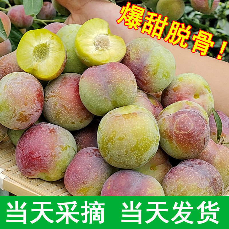Crisp Lee Sichuan Province Gristle Plums Honey Li Qing1 Side wholesale Large fruit