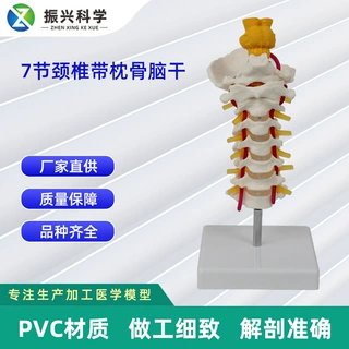 定制7节颈椎带枕骨脑干模型1:1人体颈椎教学讲解展示模型