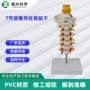 人体定制展示教学模型