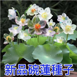 （跨境电商）碗莲种水系列培水养绿植物养殖睡莲荷花无土盆栽花卉