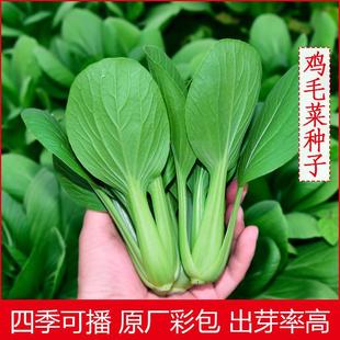 Grab 10 Large Bags of Shanghai Chicken Feathers, Rapeseed Seeds, Green Cabbage Seeds, Vegetable Seeds, Balcony Seeds for All Seasons