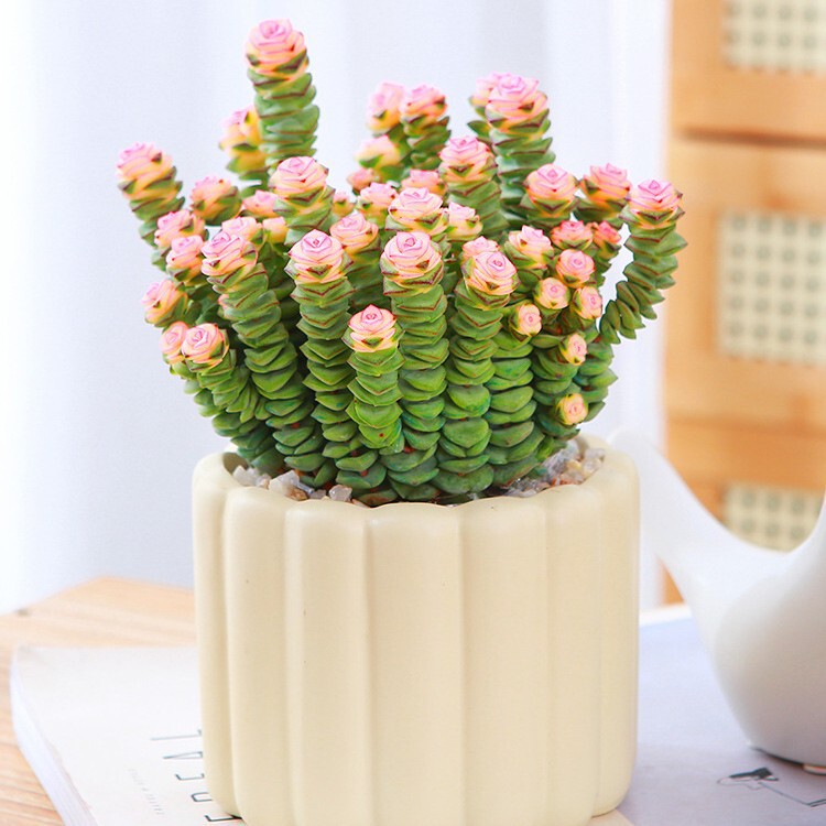 Succulent Potted Money String Plant Desktop Easy-To-Grow Pot Landscape Leaf Flower Hoshikitsuki Combination Balcony Cultivation