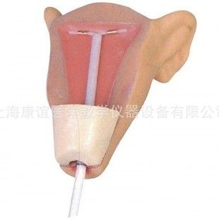 Kay-B4 Advanced Female Contraception Practice Model Intrauterine Contraception Operation Model Obstetric and Infant Skills Training Model