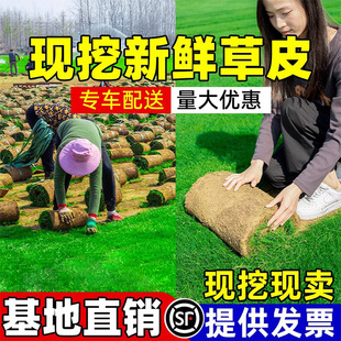 Lawn with Mud Grass Roll House Garden Greening All Year Round Green Manila Turf Real Grass with Mud Cut Creeping Bent Grass Putting Green Grass