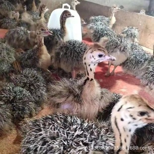 ���l�r�B������^�p�����r�B����С�r�B���w�����r�B���B�^�p����