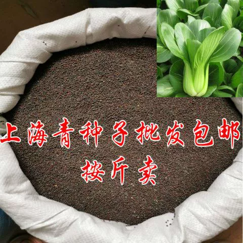 Шанхай зеленый семян мелкое изнасилование северные и южные сезоны Небольшие зеленые овощи оптом продать семена овощных культур от Jin