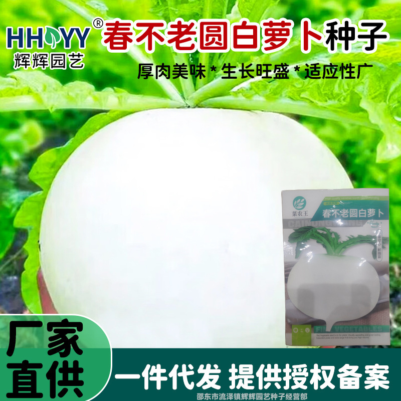 Spring Evergreen Round White Radish Seeds, Sichuan Spring Evergreen Radish Seeds, Home Garden Vegetables
