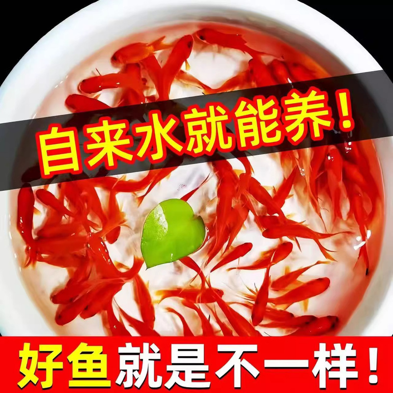 Purebred Phoenix-Tailed Red Grass Goldfish, Small Koi, Oxygenated Freshwater Ornamental Fish, Easy to Raise, Durable, Suitable for Tap Water and Cold Water Purebred Phoenix-Tailed Red Grass Goldfish, Small Koi, Oxygenated Freshwater Ornamental Fish, Easy to Raise, Durable, Suitable for Tap Water and Cold Water