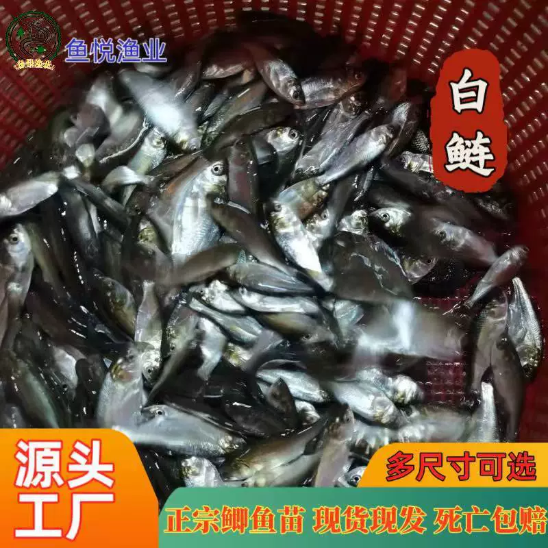 Икра белого сома, икра пресноводных рыб, оптовая продажа крупноносиков, легко выращивать и долговечны, различные виды тилапии, оптовая продажа икры пресноводных рыб