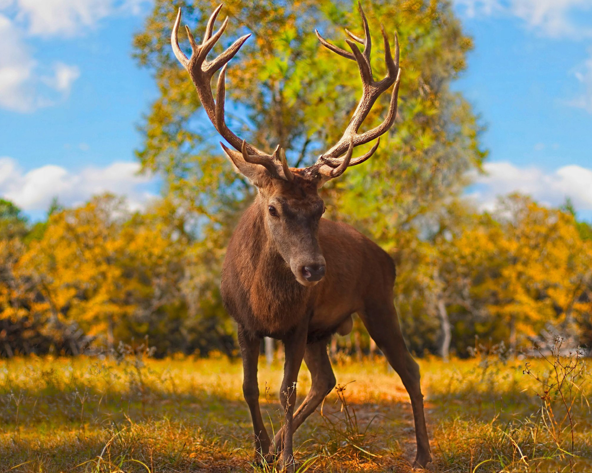 Cross-border 5d Amazon diamante pintura pegatinas hecho a mano DIY animal ladrillo pintura sala de estar pintura decorativa pegatinas al por mayor