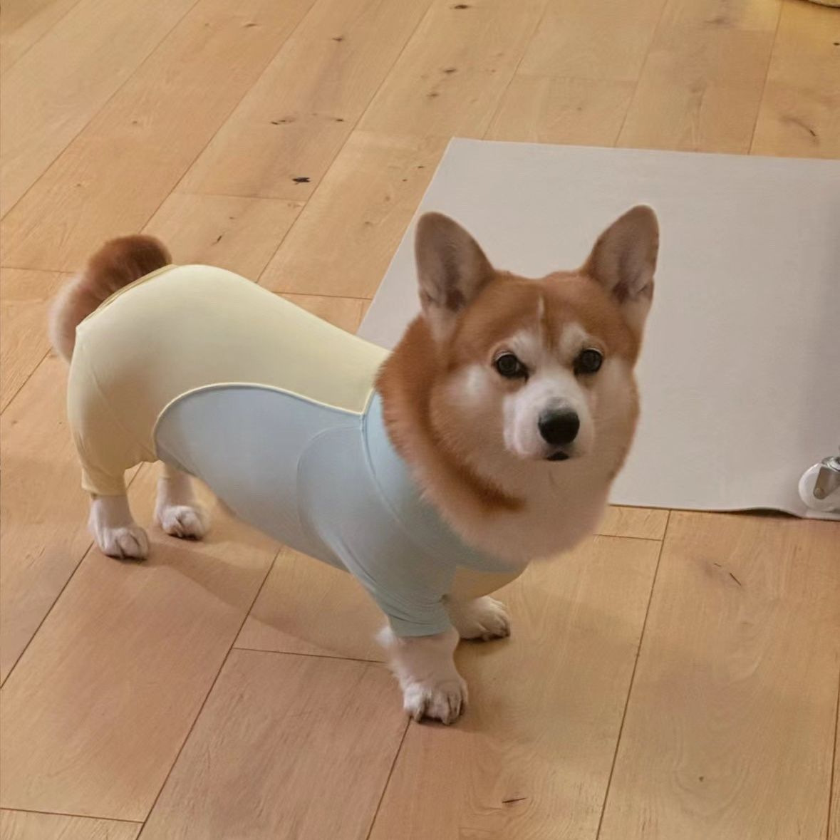 Roupas de quatro patas para cães com alta elasticidade, anti-derramamento, proteção externa anti-sujeira para barriga e cotovelo, adequadas para Corgi Shiba Inu