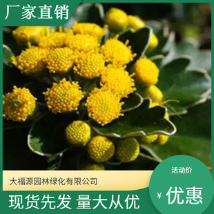 [Base Wholesale] Yaju Water Body Greening Cut Flower Material Yaju Complete Specifications, Large Quantity and Excellent Price