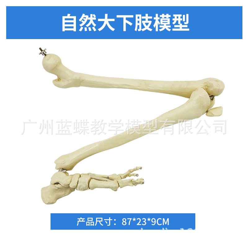 ��Ȼ����֫����ģ�� �ֲ��ؽ�ģ�ʹ���֫ǰ�� �ǿ�ҽѧ��ѧģ��