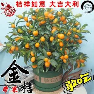Kumquat Seedlings Potted Ground Planting Kumquat Saplings Indoor Grafting Edible Four-Season Fruit Crispy and Slippery Kumquat Saplings