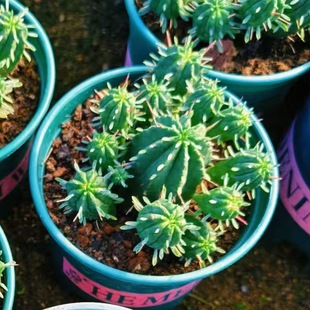 �t���w �t������ Ȥζ�ɐ������� ����ֱ���҃��̨�Gֲ С����